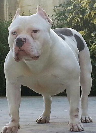 549778_592739987405430_457054849_n[1] - AMERICAN BULLY KIRA