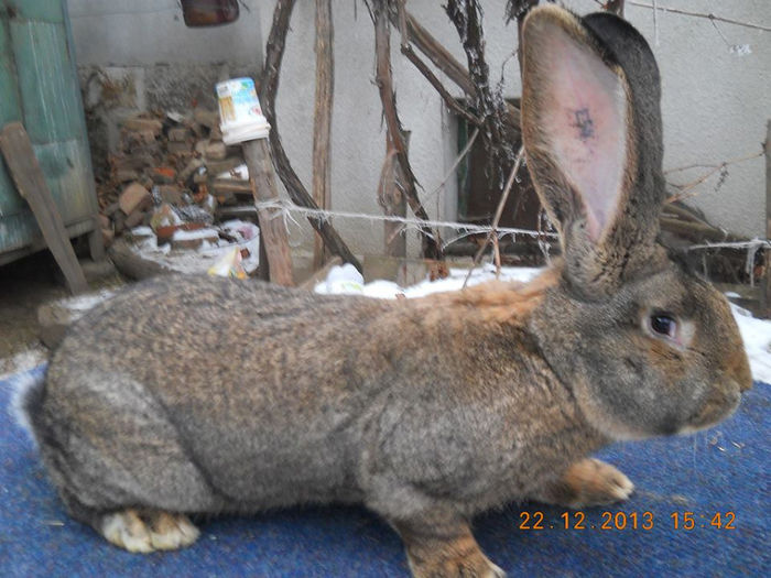 2013 decembrie iepuri adusi de mine