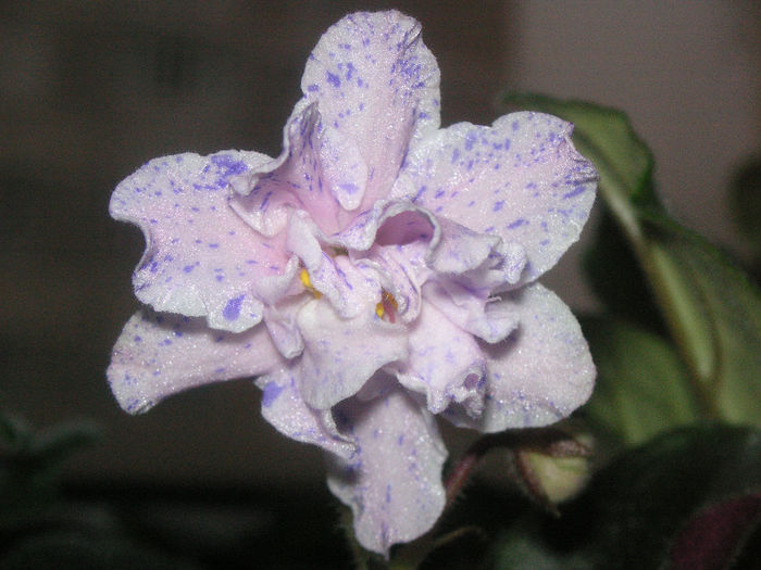 RS Morskaia Princessa