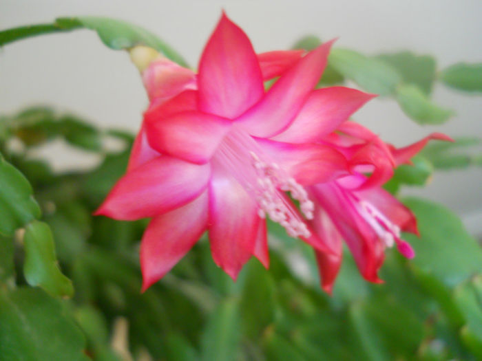 DSCN5341