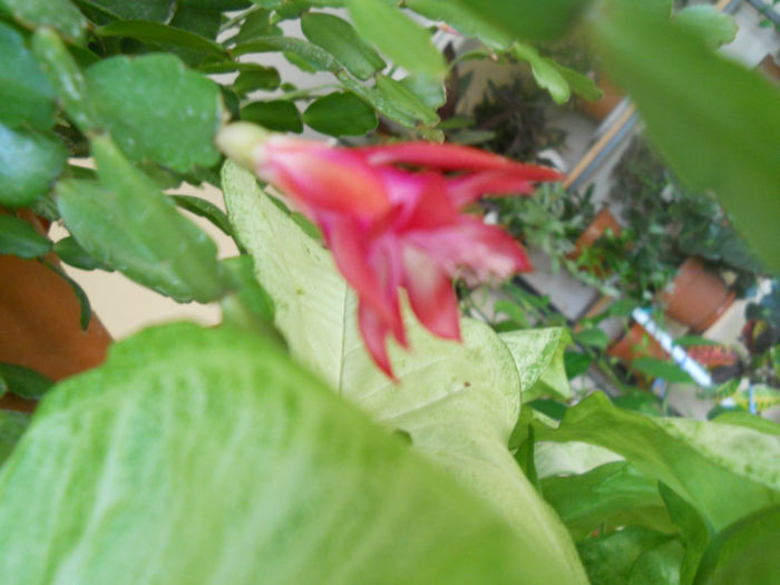 DSCN5344