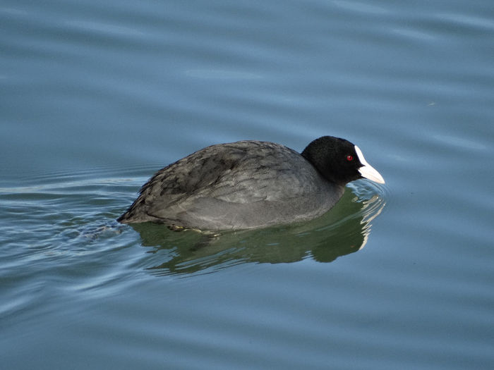 Lişiţa; Fulica atra
