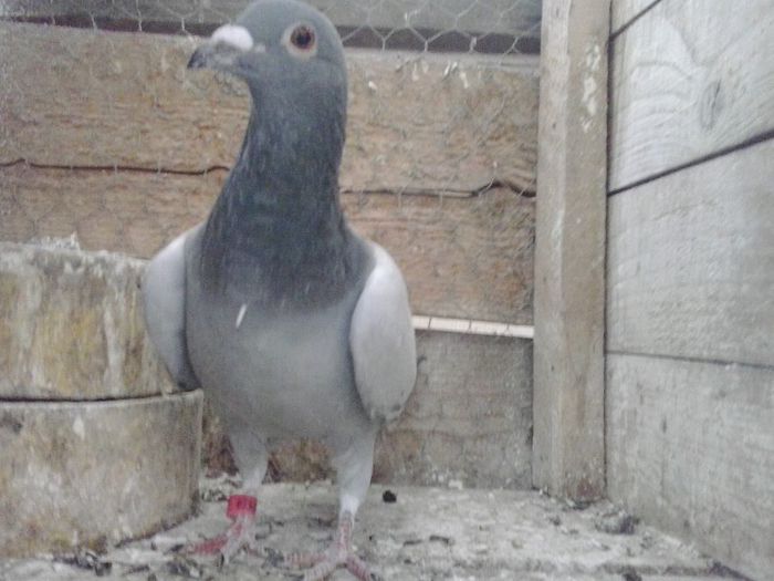 Fiu direct din olimpicu Vochin Gerge mama MARCEL SANGERS