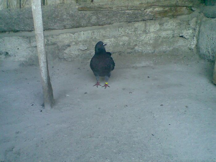 24122013(004) - Kingi