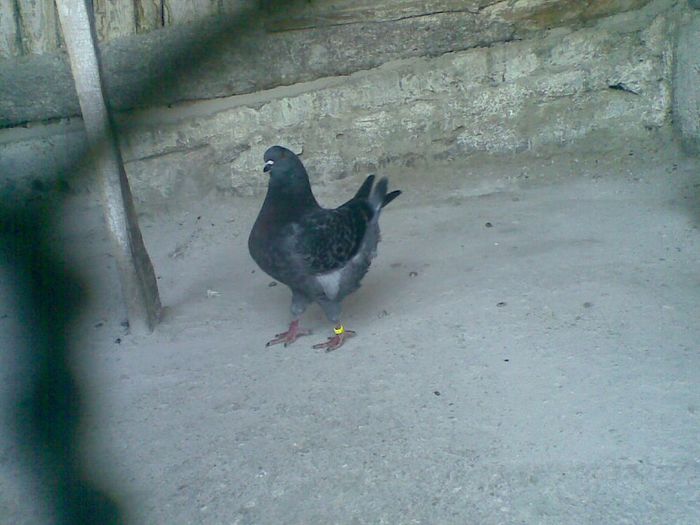 24122013(006) - Kingi