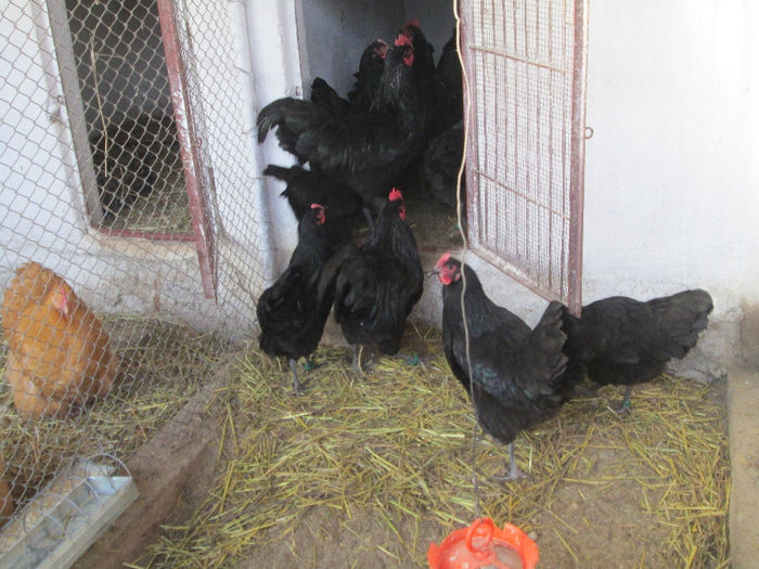 IMG_1386 - australorp matca 2014