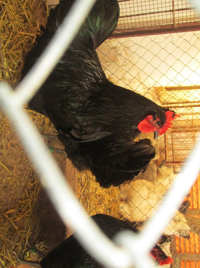 IMG_1416 - australorp matca 2014