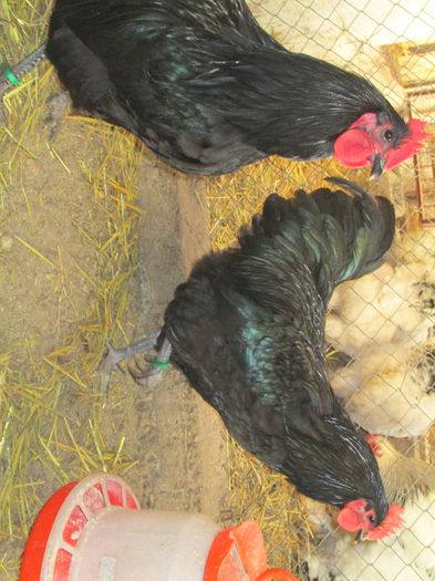 IMG_1417 - australorp matca 2014