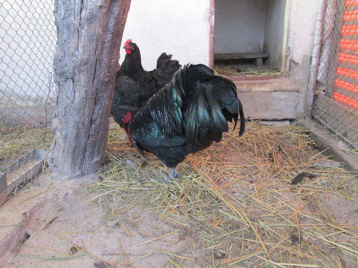 IMG_1420 - australorp matca 2014