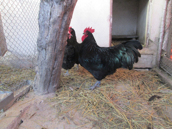 IMG_1421 - australorp matca 2014