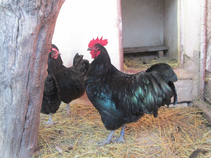 IMG_1422 - australorp matca 2014