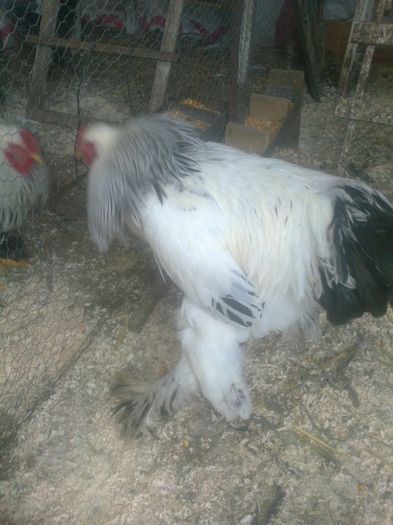 Cocos Panait Sorin(via Dan Nastase)