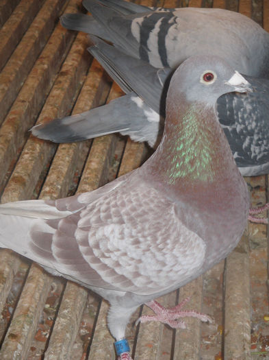 mascul 2012, porumbel provenit din crescatoria lui Kassai Peter Ungaria - linie Robert Willequet - compartiment matca