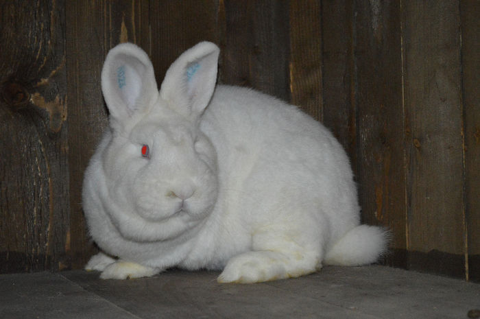 FEMELA 1; FEMELA FEBRUARIE 2013, PARINTI GERMANIA - TATA 96 PUNCTE LEIPZIG 2012 MAMA 96,5 PUNCTE LEIPZIG 2012 EXPO EUROPENE
