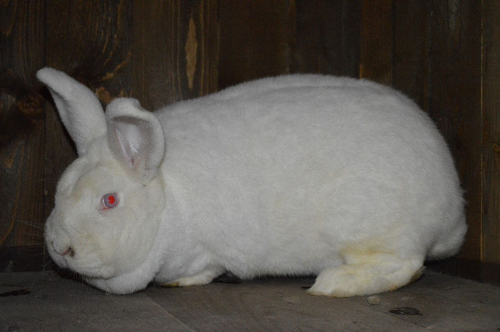 FEMELA 2 95,5 P RECAS 2013; FEMELA FEBRUARIE 2013, 95,5 PUNCTE EXPO RECAS 2013. PARINTI GERMANIA - TATA 96 PUNCTE EXPO EE LEIPZIG 2012 - MAMA 96,5 PUNCTE EXPO EE LEIPZIG 2012
