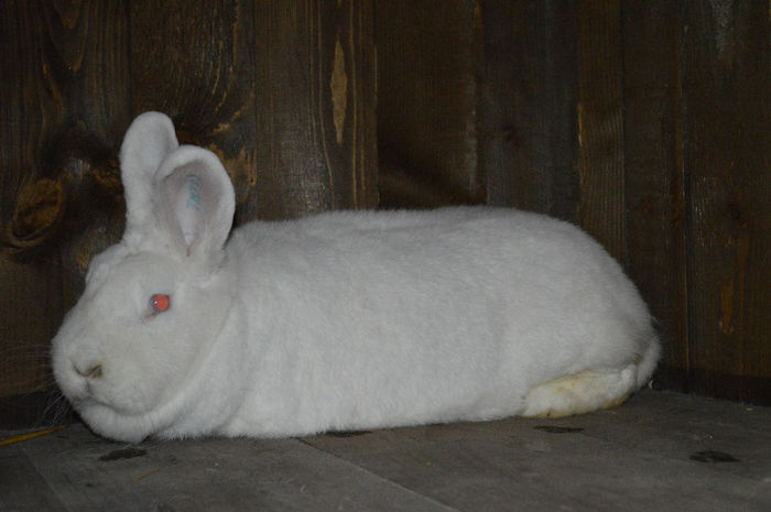 FEMELA 4; FEMELA IULIE 2011 TATA 96 PUNCTE LA EXPO EUROPENE EE NITRA 2009, SORA CUIB CAMION TIMISOARA 2012
