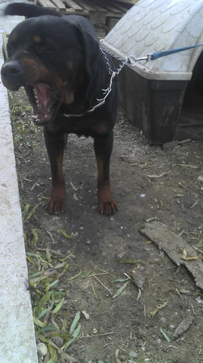 Ares; My dog Ares.Este un rottweiler.
