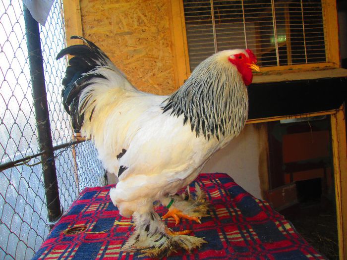 Herminat dechis cococs 2