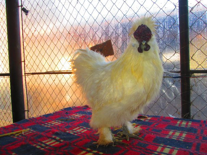 Matase japoneza alba cocos