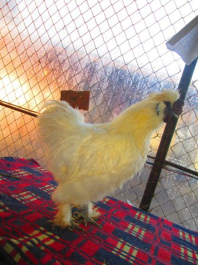 Matase japoneza cocos.