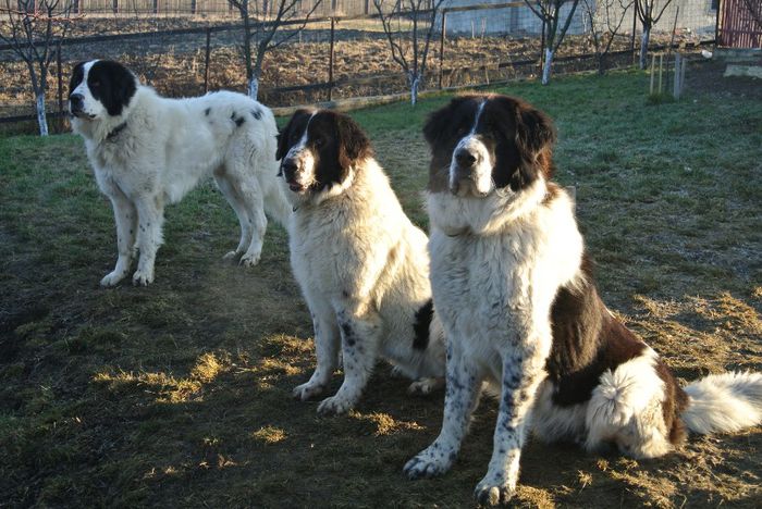 Amir,Dora si Amon. - AMIR - Eros de Plai Bucovinean