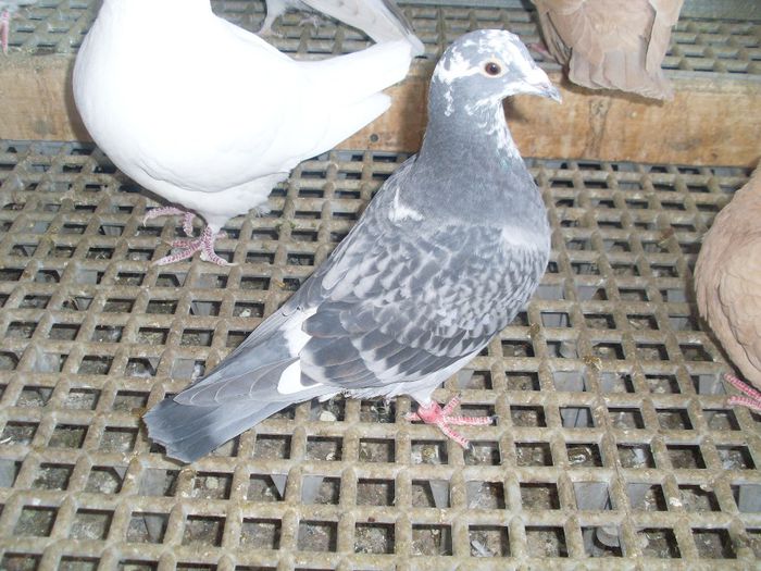 PENTRU CIPRICU SA-TI ALEGI