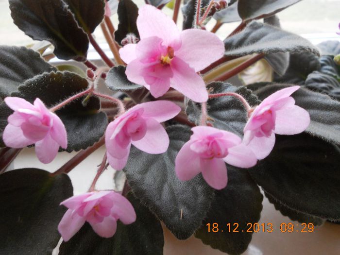 DSCN4380 - Violete 2012-2013-2014-2015