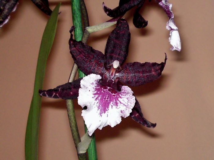 Massai Red Splash - Colmanara