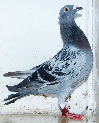 Loc 80 Columbodrom Race Pigeons 2013 - MATCA