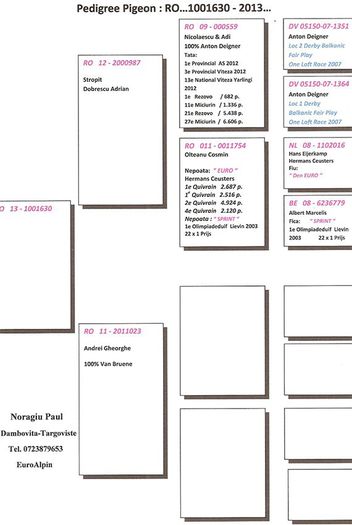 Pedigree loc 80 Columbodrom Race Pigeons - MATCA