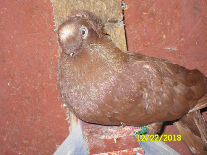 Juc.de Calarasi - TINERET--------2013