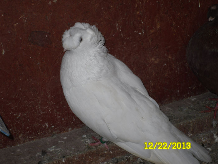 Bimotati Bulgari - TINERET--------2013