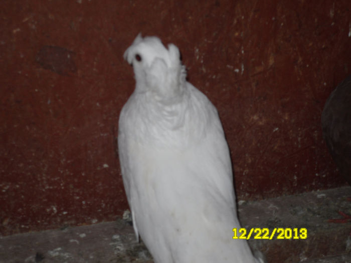 Bimotati Bulgari - TINERET--------2013