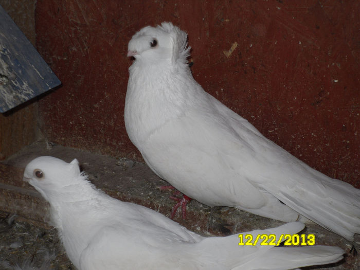 Bimotati Bulgari - TINERET--------2013