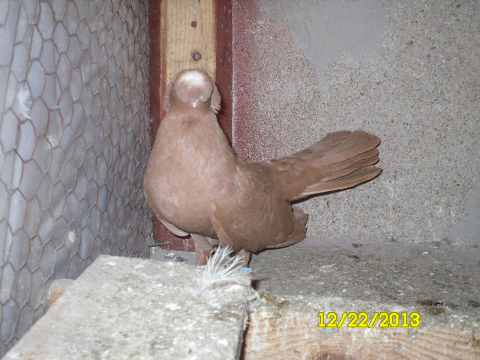 Bimotati Bulgari - TINERET--------2013