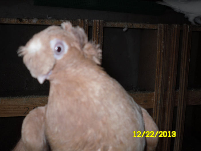 Juc.de Calarasi - TINERET--------2013