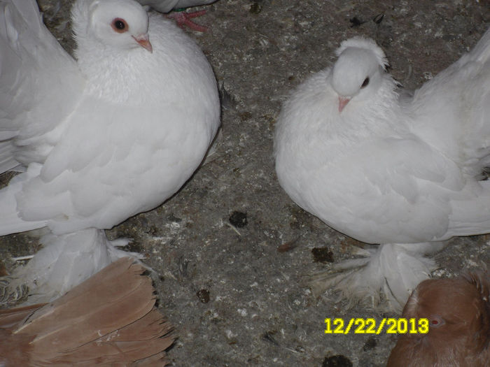 Siberieni - TINERET--------2013