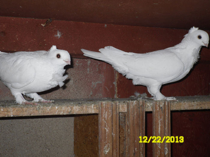 Satineti - TINERET--------2013