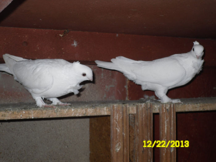 Satineti - TINERET--------2013