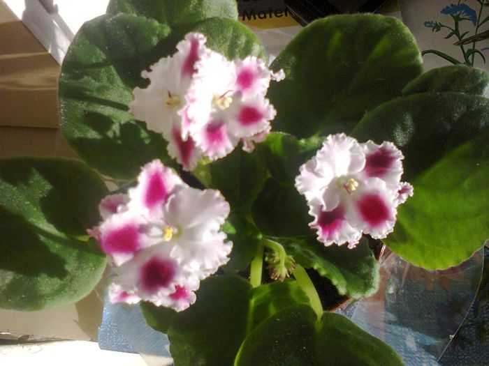 Fotografie1569 - Copy