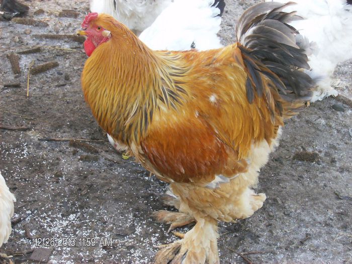 Brahma-decemrie 2013 728