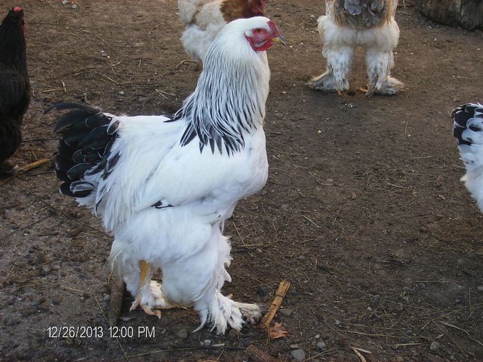 Brahma-decemrie 2013 729