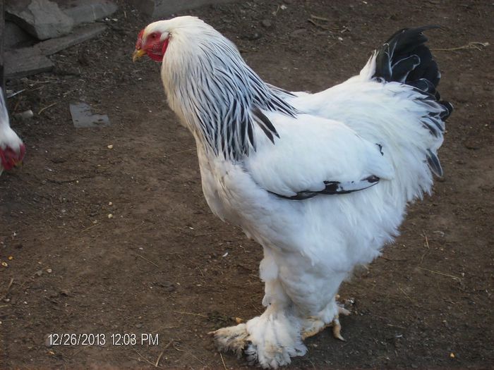 Brahma-decemrie 2013 733