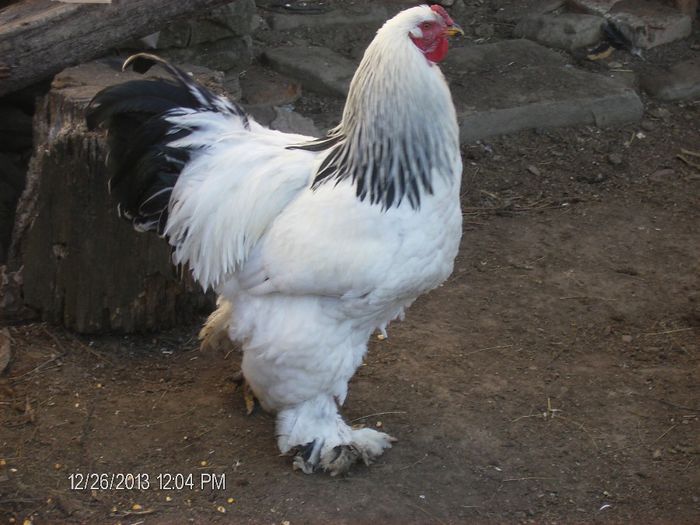 Brahma-decemrie 2013 734