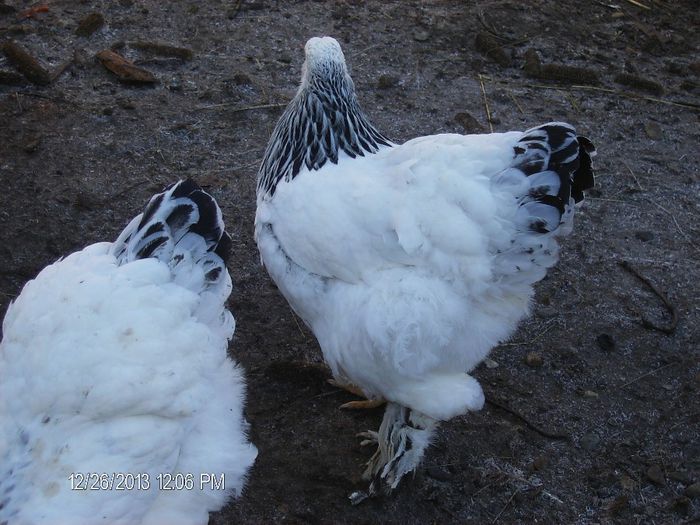 Brahma-decemrie 2013 738