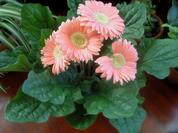 DSC00029 - FLORILE  MELE