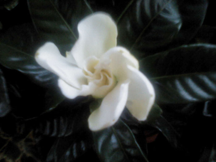 DSC00036 - FLORILE  MELE