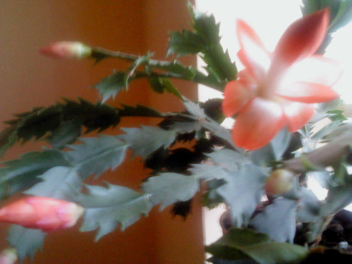 DSC00055 - FLORILE  MELE