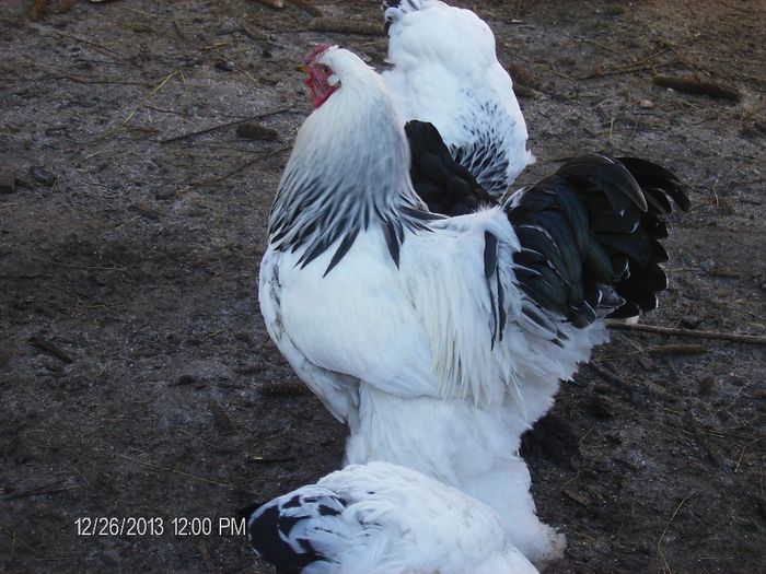 Brahma-decemrie 2013 730