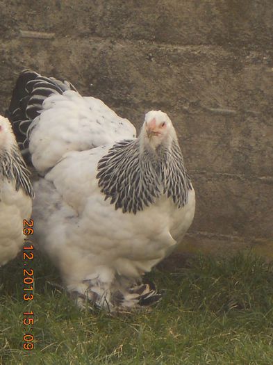 DSCN4372 - matca 3 herminat deschis